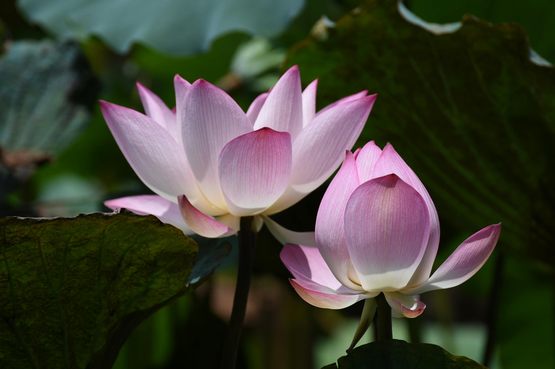 Il significato del Fiore di Loto